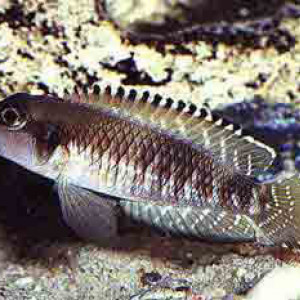 Neolamprologus speciosus