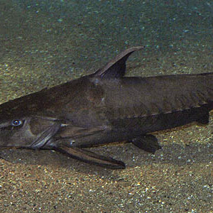 Oxydoras niger