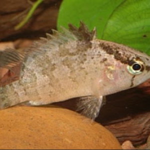Nandus oxyrhynchus