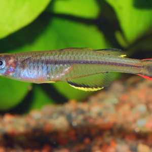 Pseudomugil novaeguineae