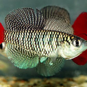 Nothobranchius patrizii