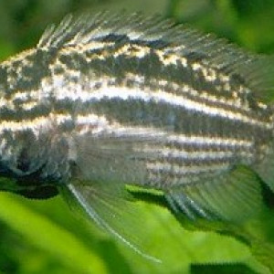Nannacara taenia