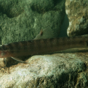 Nemacheilus oxianus