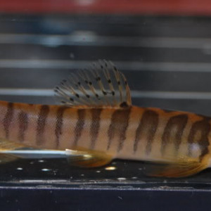 Nemacheilus pardalis