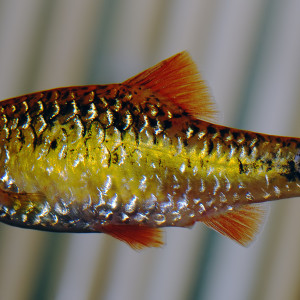 Puntius okae