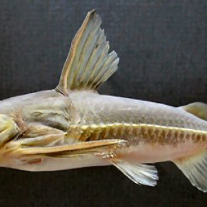 Opsodoras stuebelii 