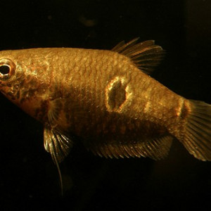Parasphaerichthys ocellatus