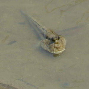 Periophthalmodon schlosseri