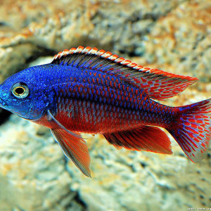Protomelas taeniolatus