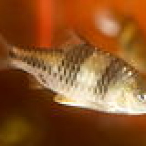 Puntius sirang