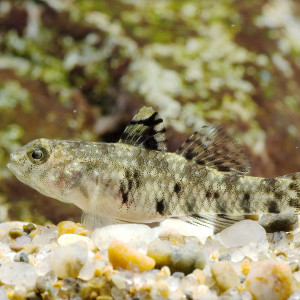 Stenogobius polyzona