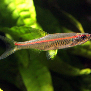 Trigonopoma pauciperforatum