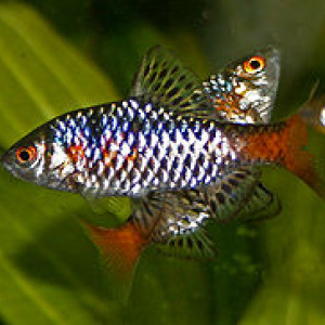 Puntius roseipinnis