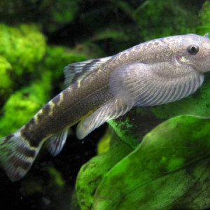 Sinogastromyzon puliensis