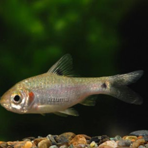 Puntius sophore