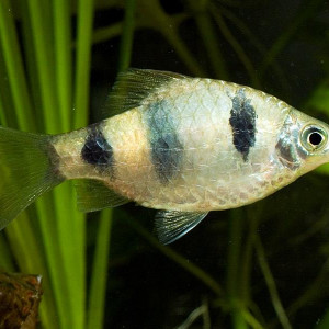 Puntius setnai
