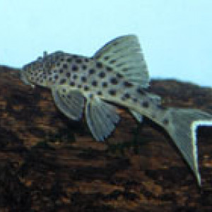 Peckoltia snethlageae