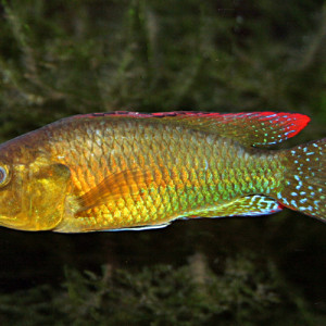 Pseudocrenilabrus philander philander