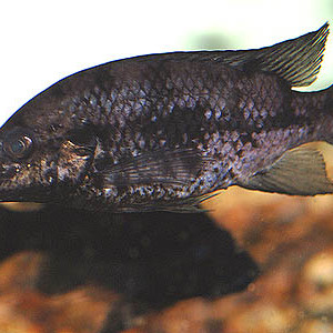 Stomatepia pindu