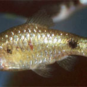 Puntius punctatus