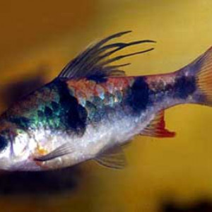 Puntius tambraparniei