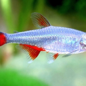 Puntius sarana