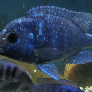ZZ placidochromis sp phenochilius tanzania