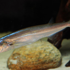 Rhaphiodon vulpinus
