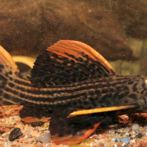 ZZ pseudacanthicus sp scarlet