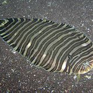 Synaptura selheimi