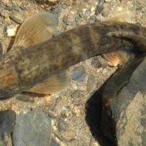 Triplophysa stoliczkai