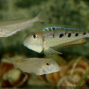 Xenotilapia singularis