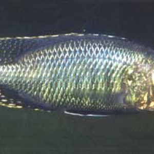 Stigmatochromis woodi