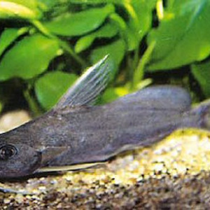 Synodontis schall