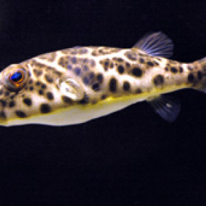 Sphoeroides testudineus