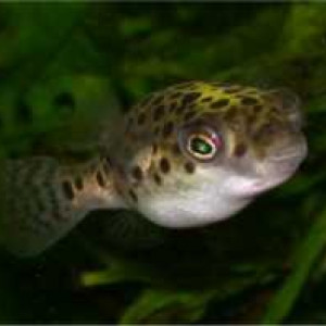 Tetraodon savahensis