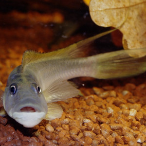 Steatocranus ubanguiensis