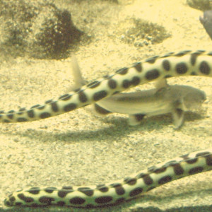 Yirrkala tenuis