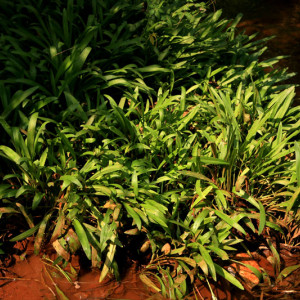 Cryptocoryne huegelii