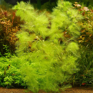 Utricularia aurea