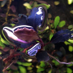 Bucephalandra fire bird