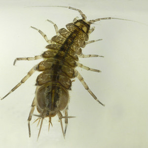 Asellus aquaticus