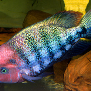 Vieja fenestrata