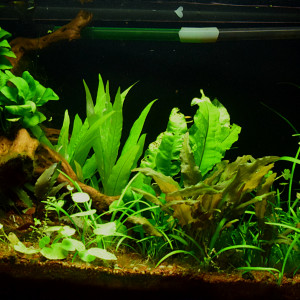 Jungle's Mao