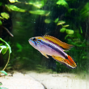 Apistogramma agassizii