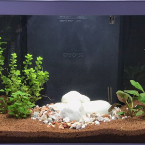 Mon premier aquarium de 60 litres