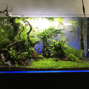 Aquascaping 180