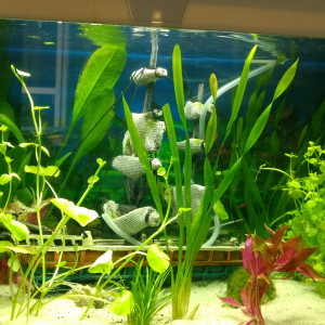 Mon premier aquarium