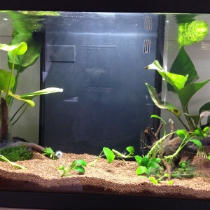 Ciano 60 Light