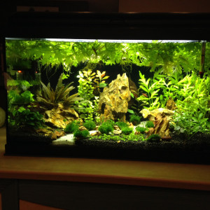 Aquajungle
